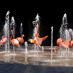 Splash Pad with flamingos