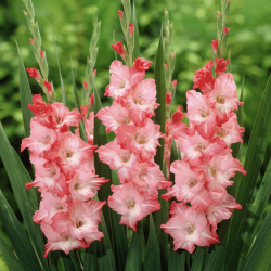DBHS: Gladiola Flowers, History & More